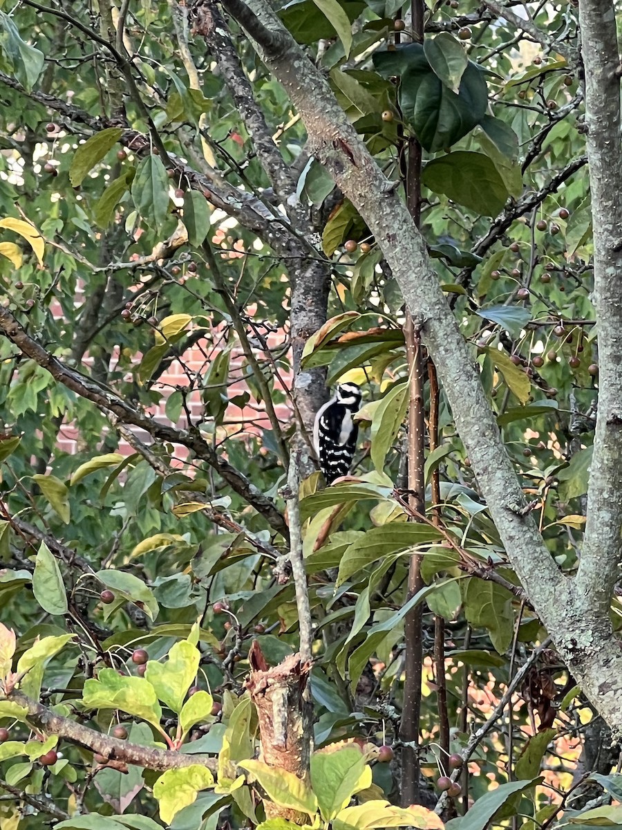 Hairy Woodpecker - ML623629045