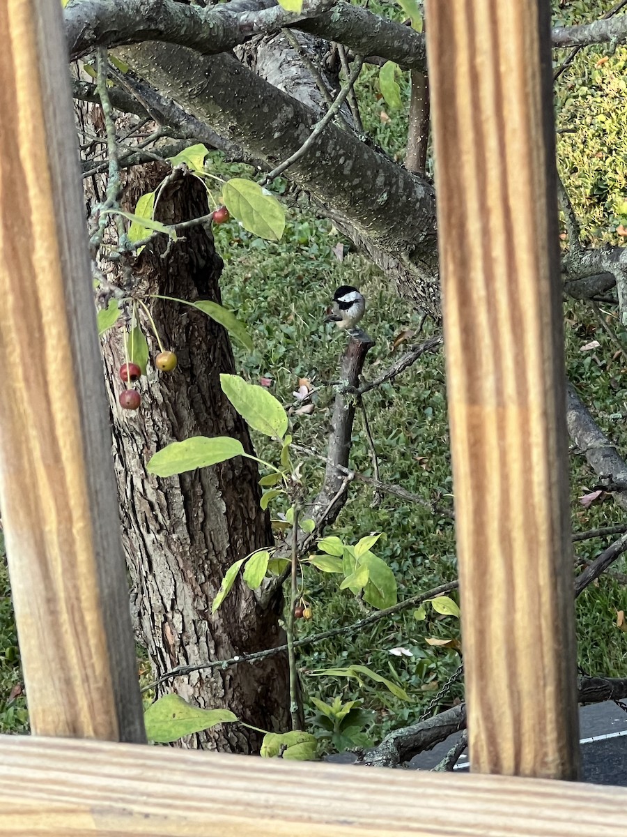 Carolina Chickadee - ML623629048