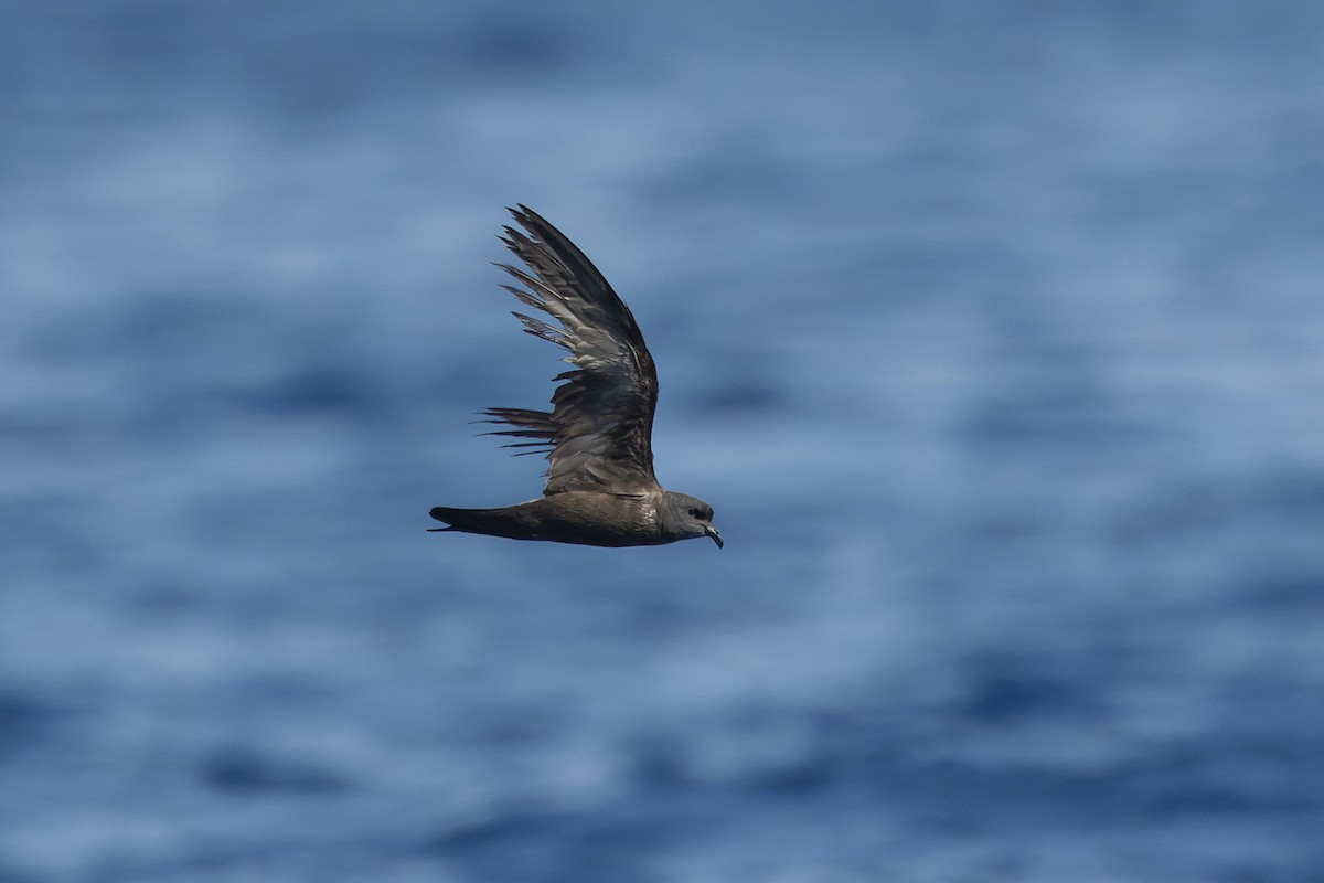 Swinhoe's Storm-Petrel - ML623629053