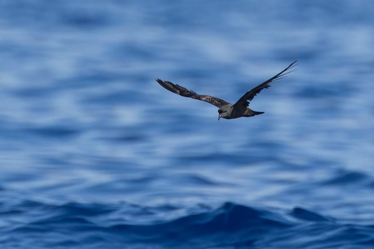 Swinhoe's Storm-Petrel - ML623629054