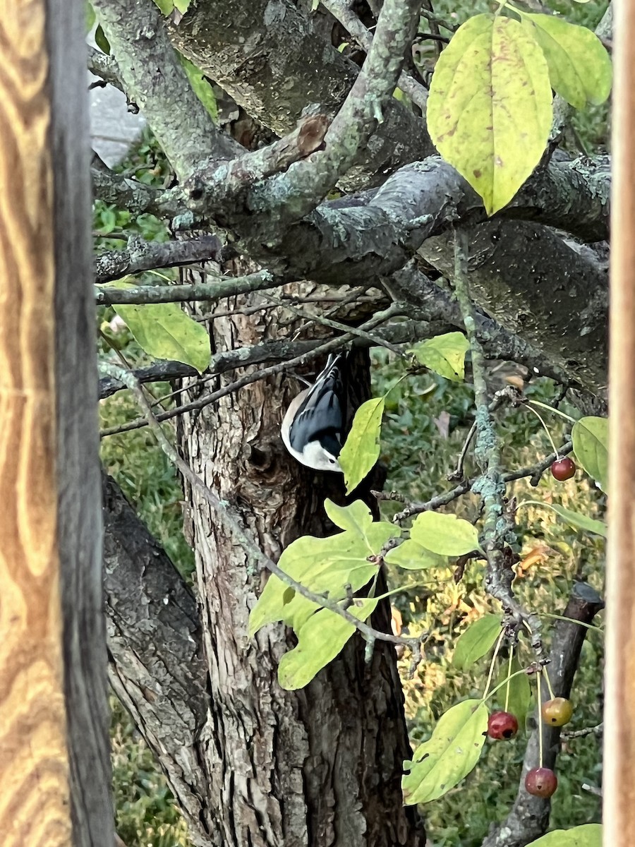 White-breasted Nuthatch - ML623629055