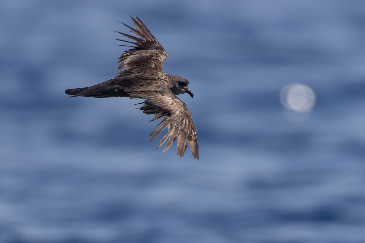 Swinhoe's Storm-Petrel - ML623629056