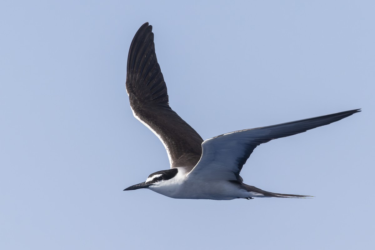 Bridled Tern - ML623629057