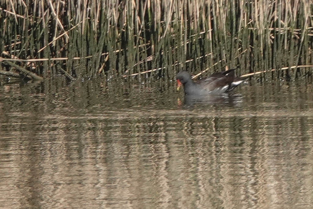 Eurasian Moorhen - ML623629067