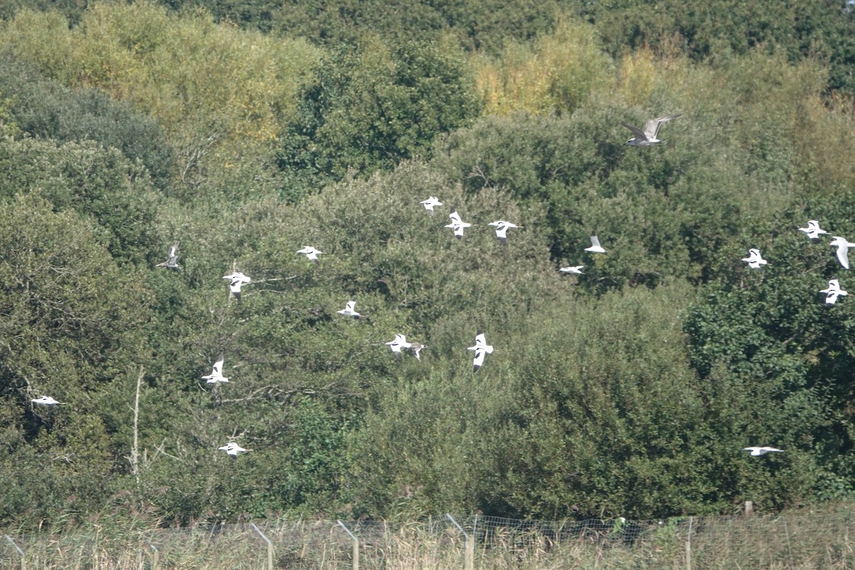 Pied Avocet - Robert Wright