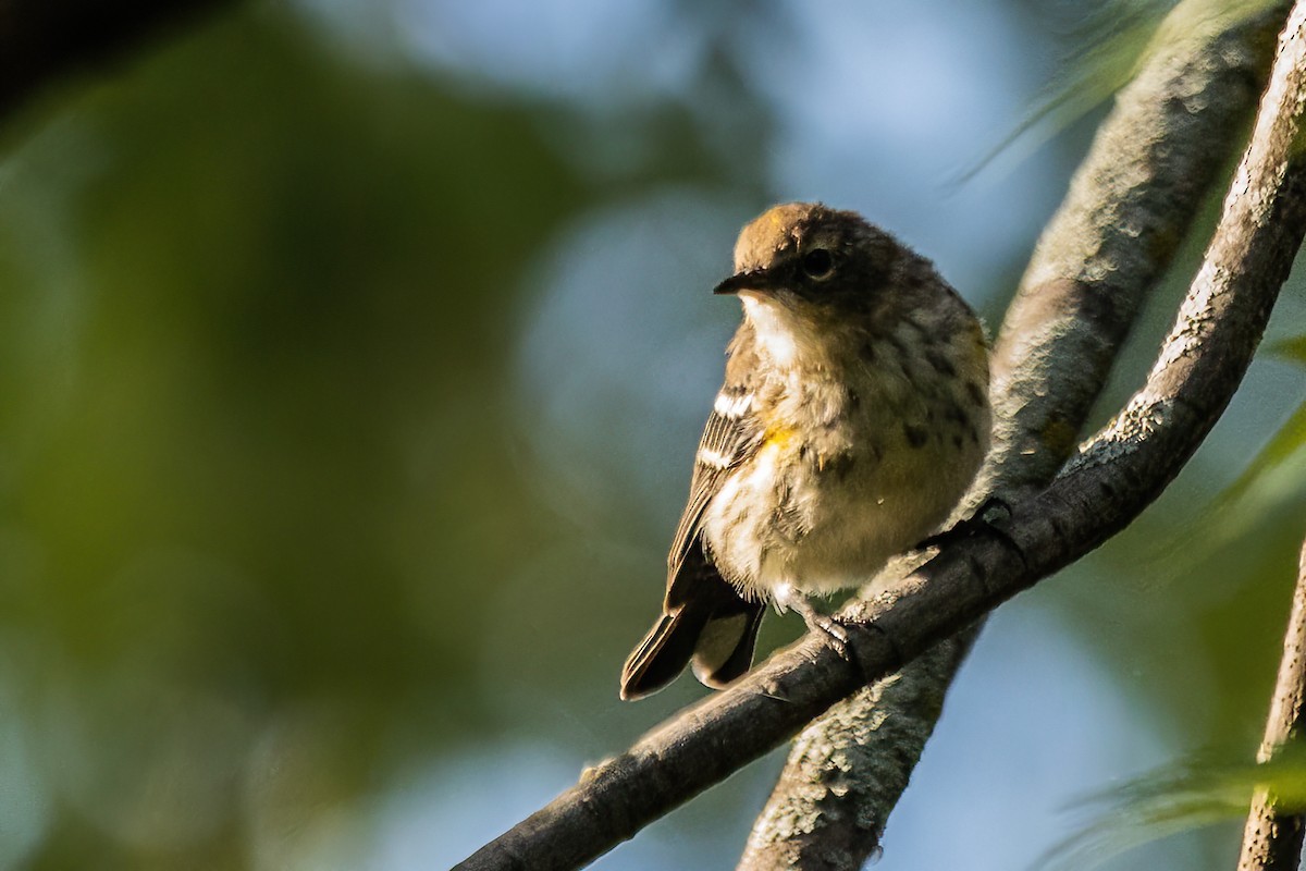Yellow-rumped Warbler - ML623629085