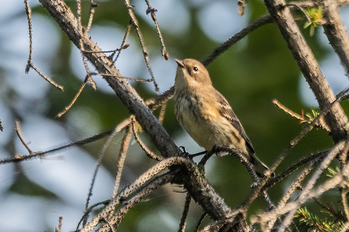 Yellow-rumped Warbler - ML623629087