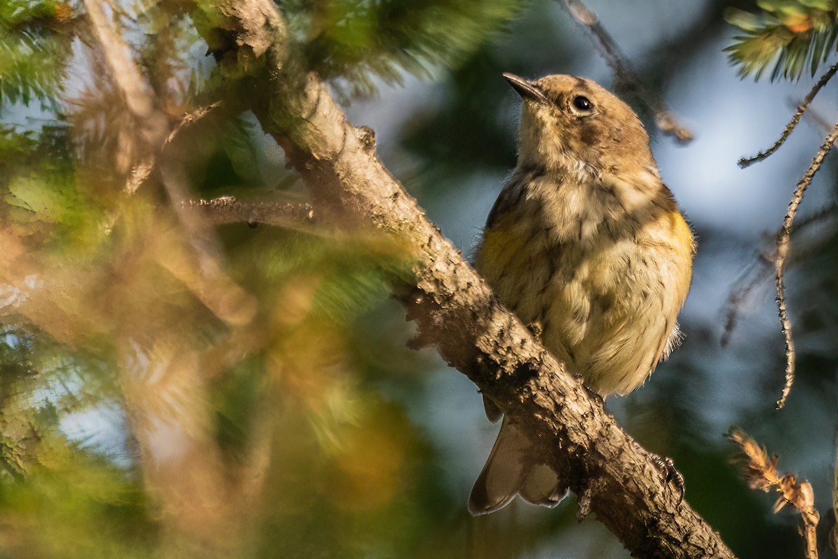 Yellow-rumped Warbler - ML623629088