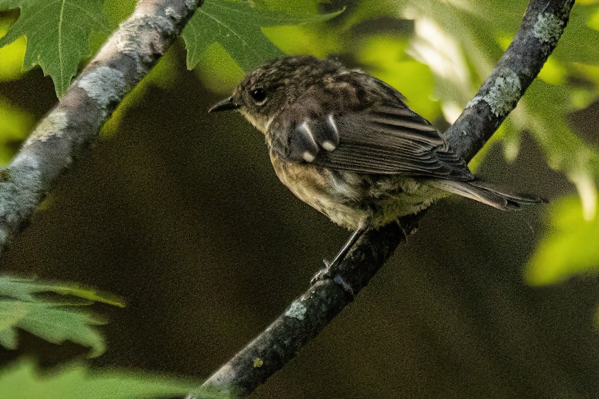 Yellow-rumped Warbler - ML623629089