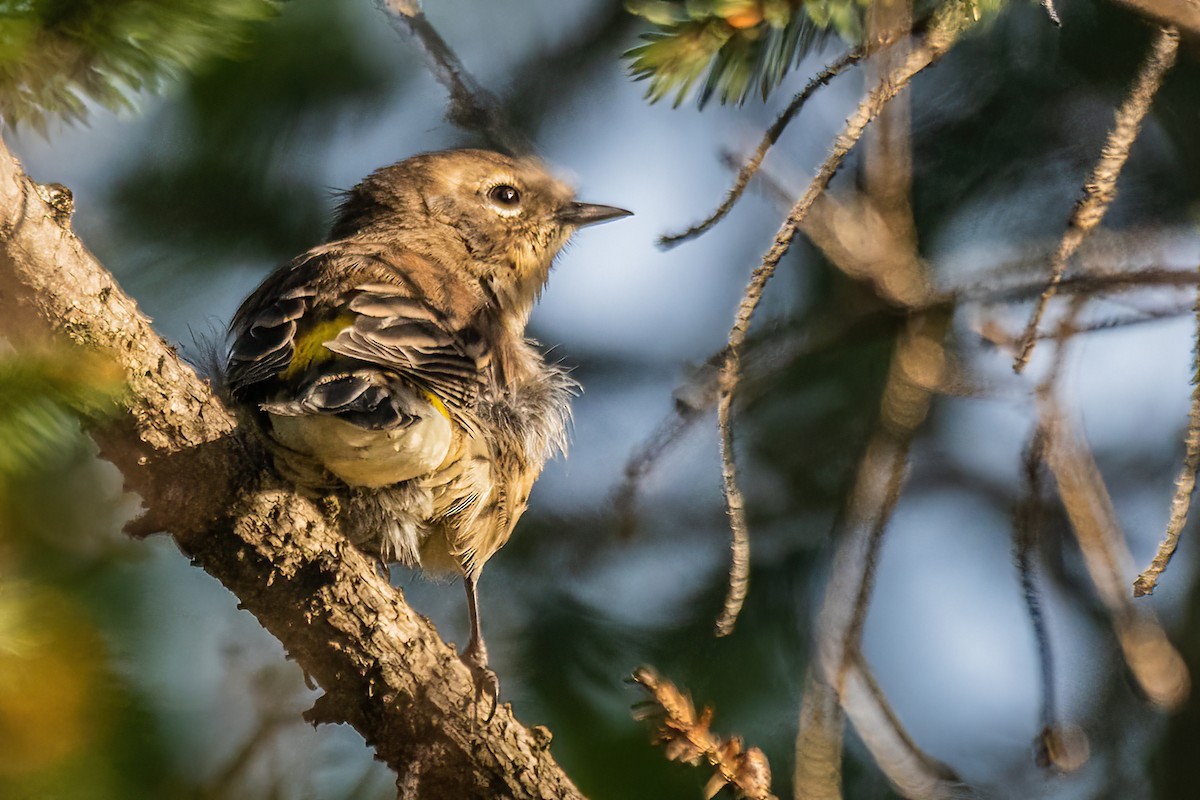 Yellow-rumped Warbler - ML623629090