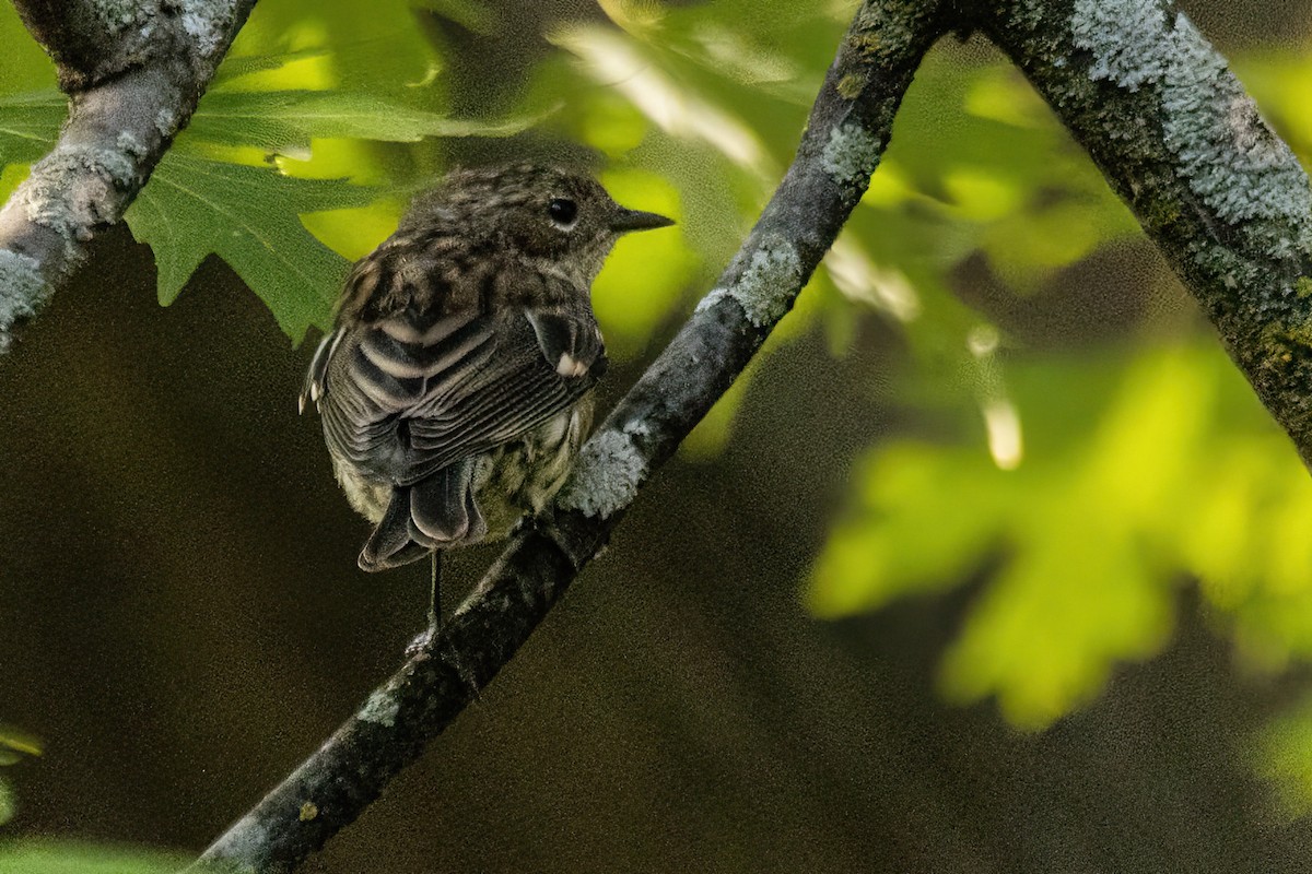 Yellow-rumped Warbler - ML623629092