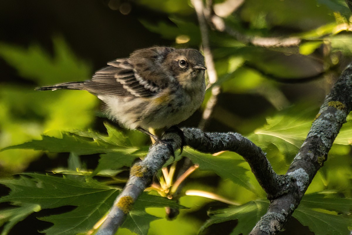 Yellow-rumped Warbler - ML623629093