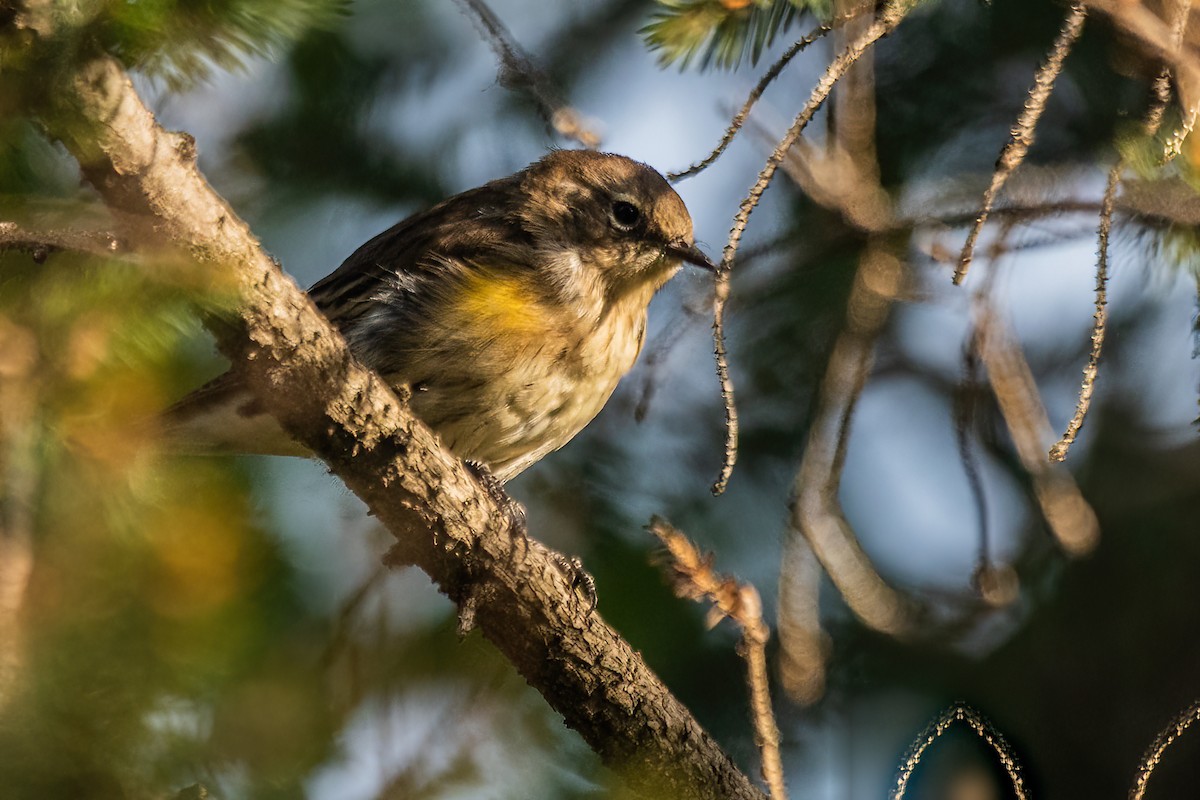 Yellow-rumped Warbler - ML623629094