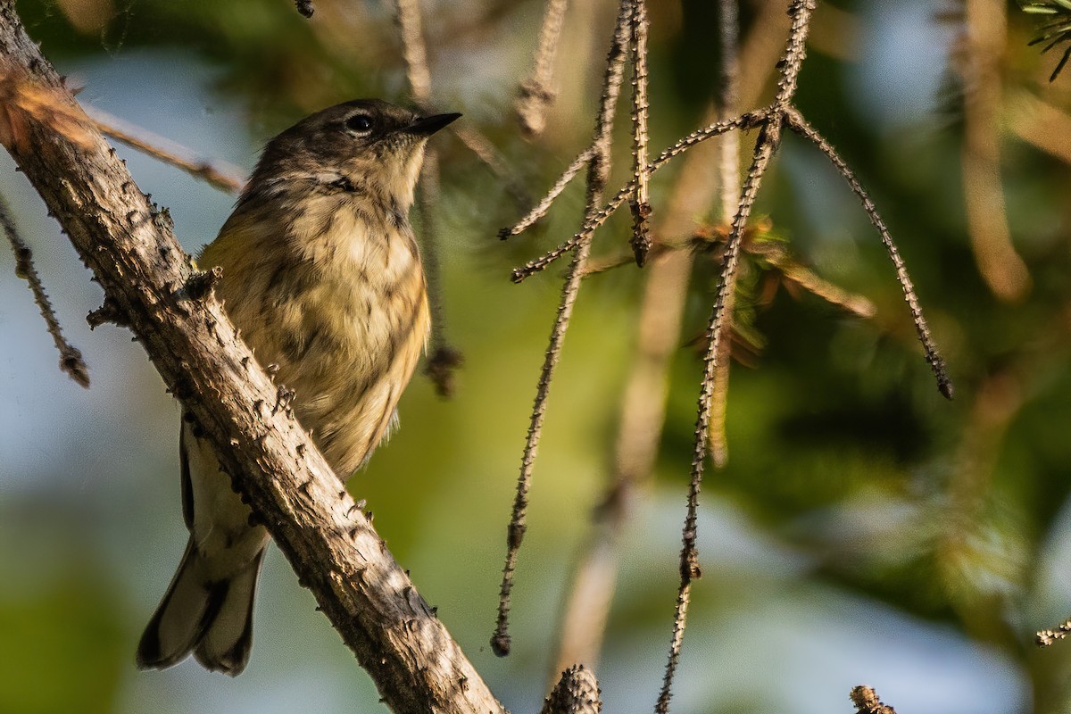 Yellow-rumped Warbler - ML623629095