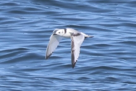 Black-legged Kittiwake - ML623629183