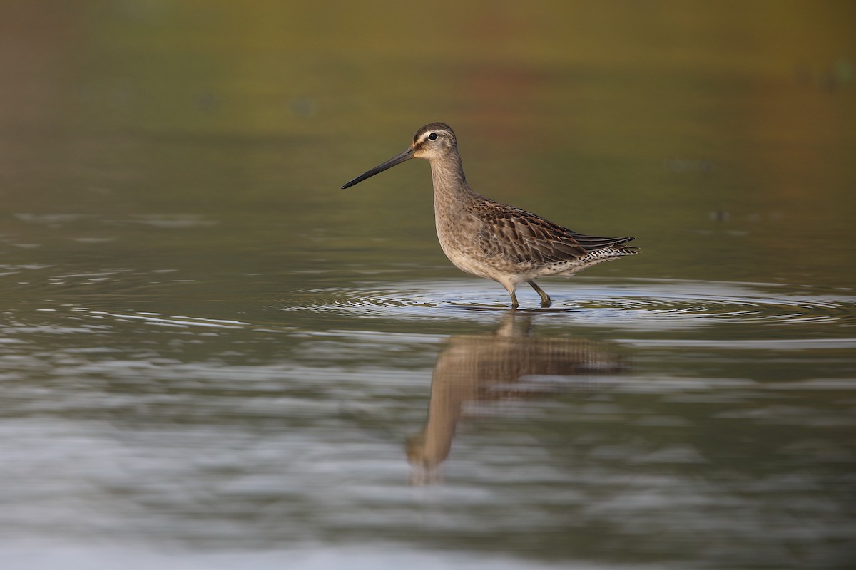 Bécassin à long bec - ML623629275