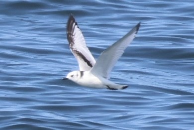 Black-legged Kittiwake - ML623629282
