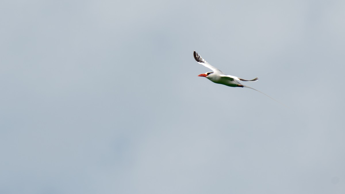 Red-billed Tropicbird - ML623629288