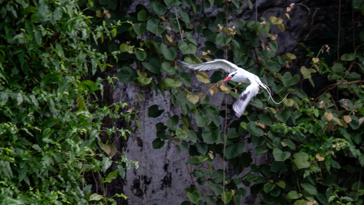 Red-billed Tropicbird - ML623629289