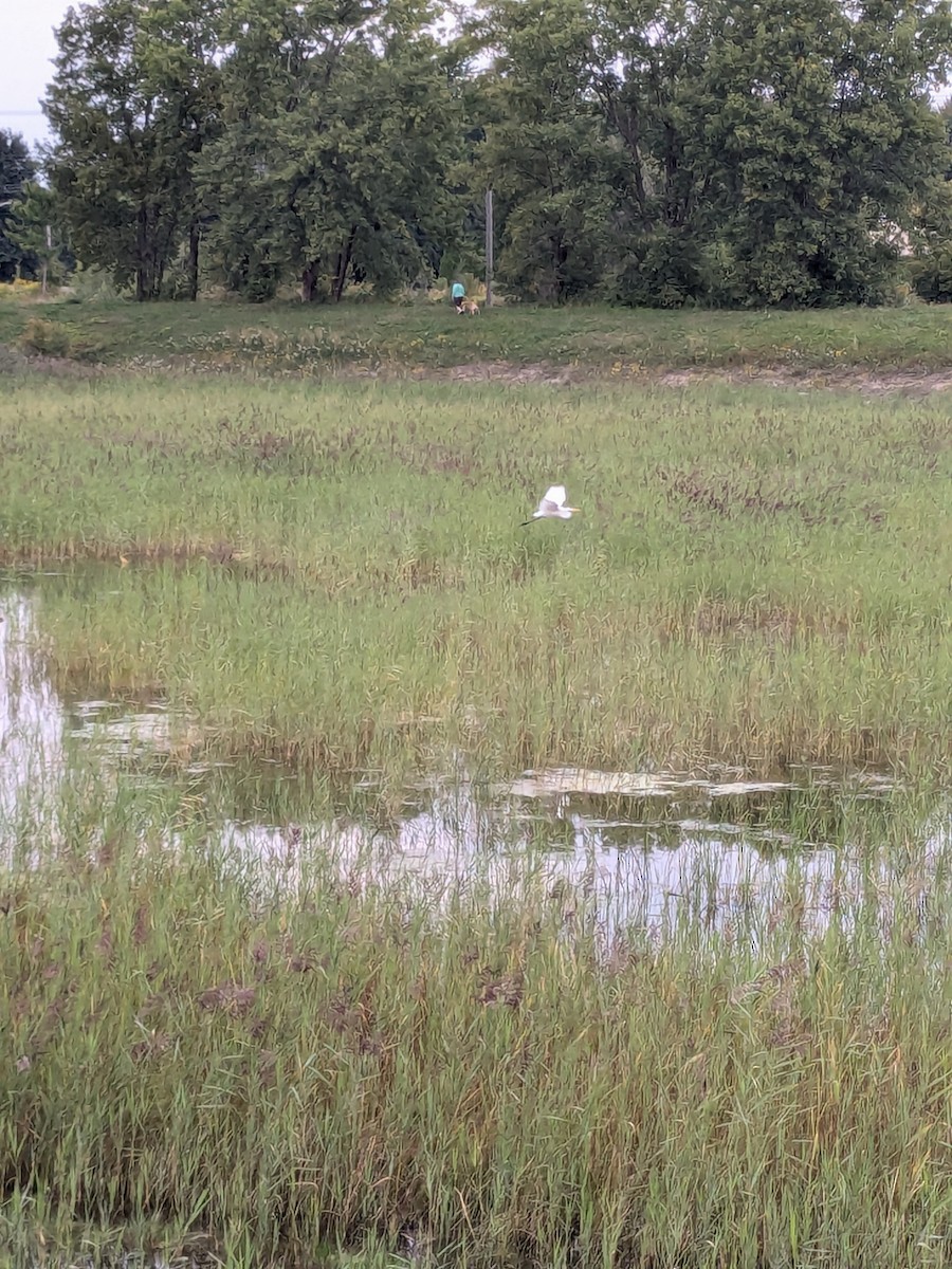 Great Egret - Raymond Belhumeur