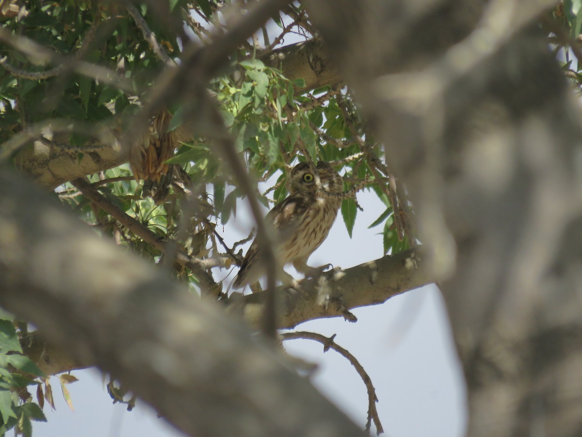 Little Owl - ML623629355