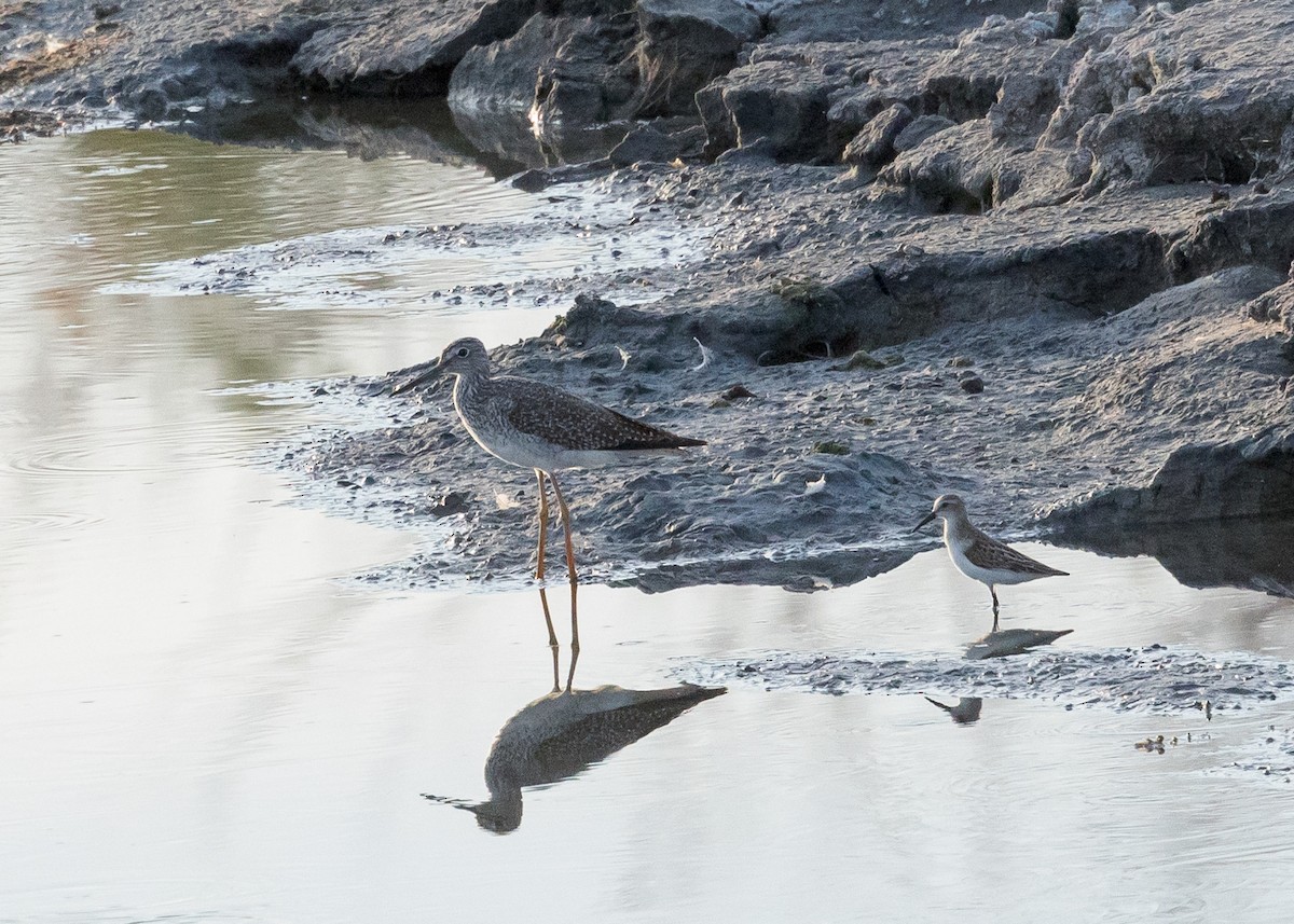 Greater Yellowlegs - ML623629366