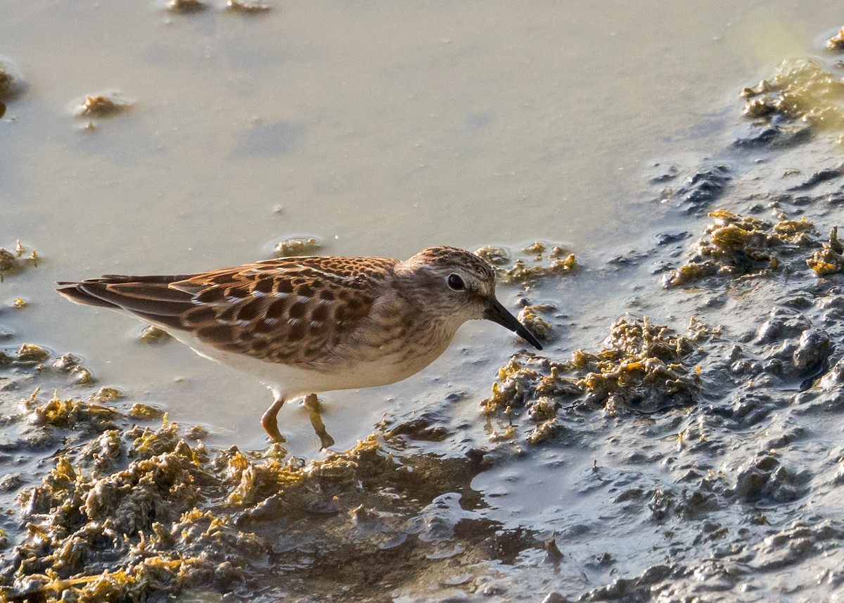 Least Sandpiper - ML623629372