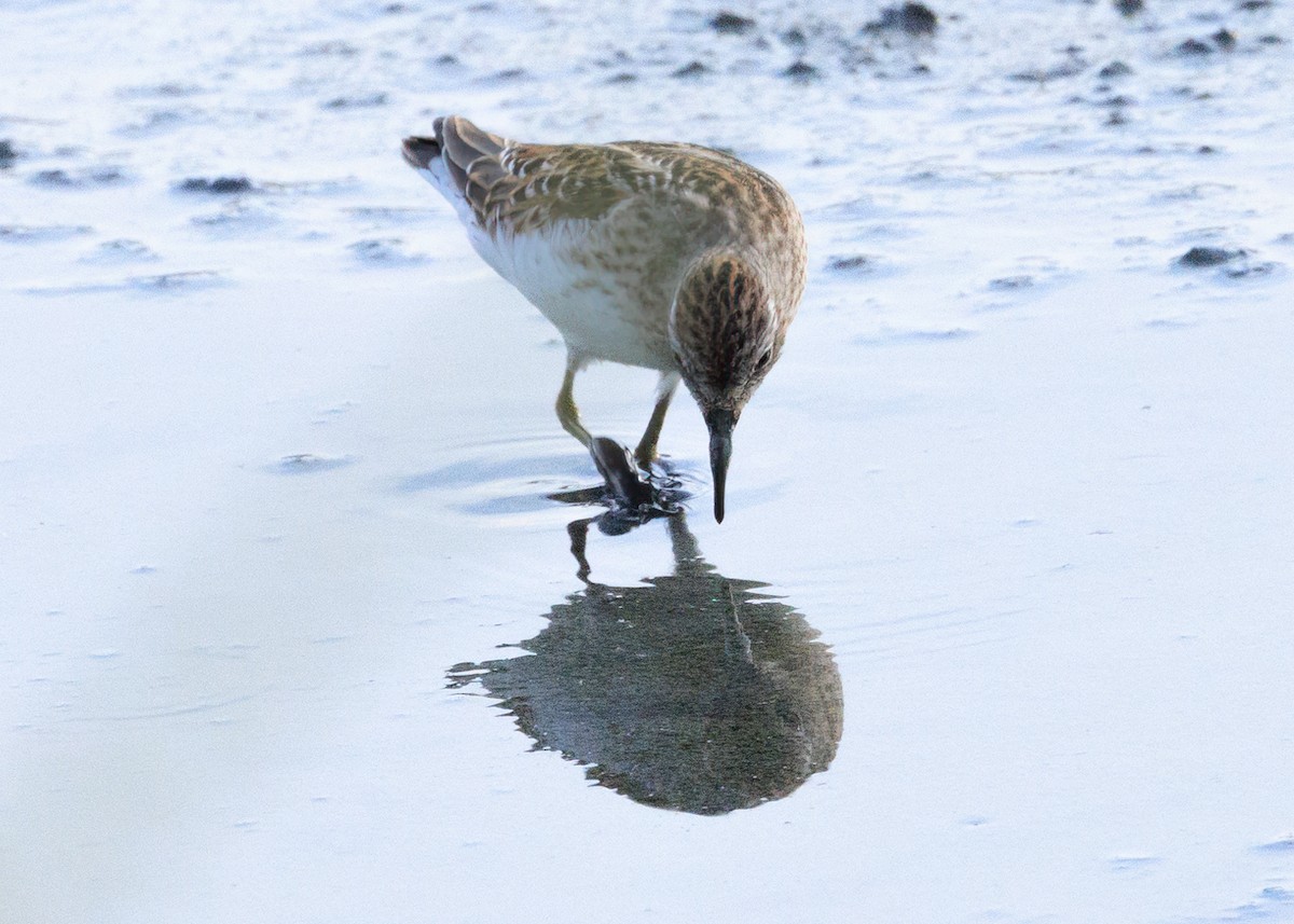 Least Sandpiper - ML623629380