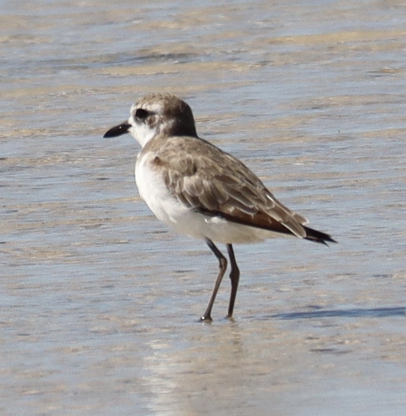 Greater Sand-Plover - ML623629532