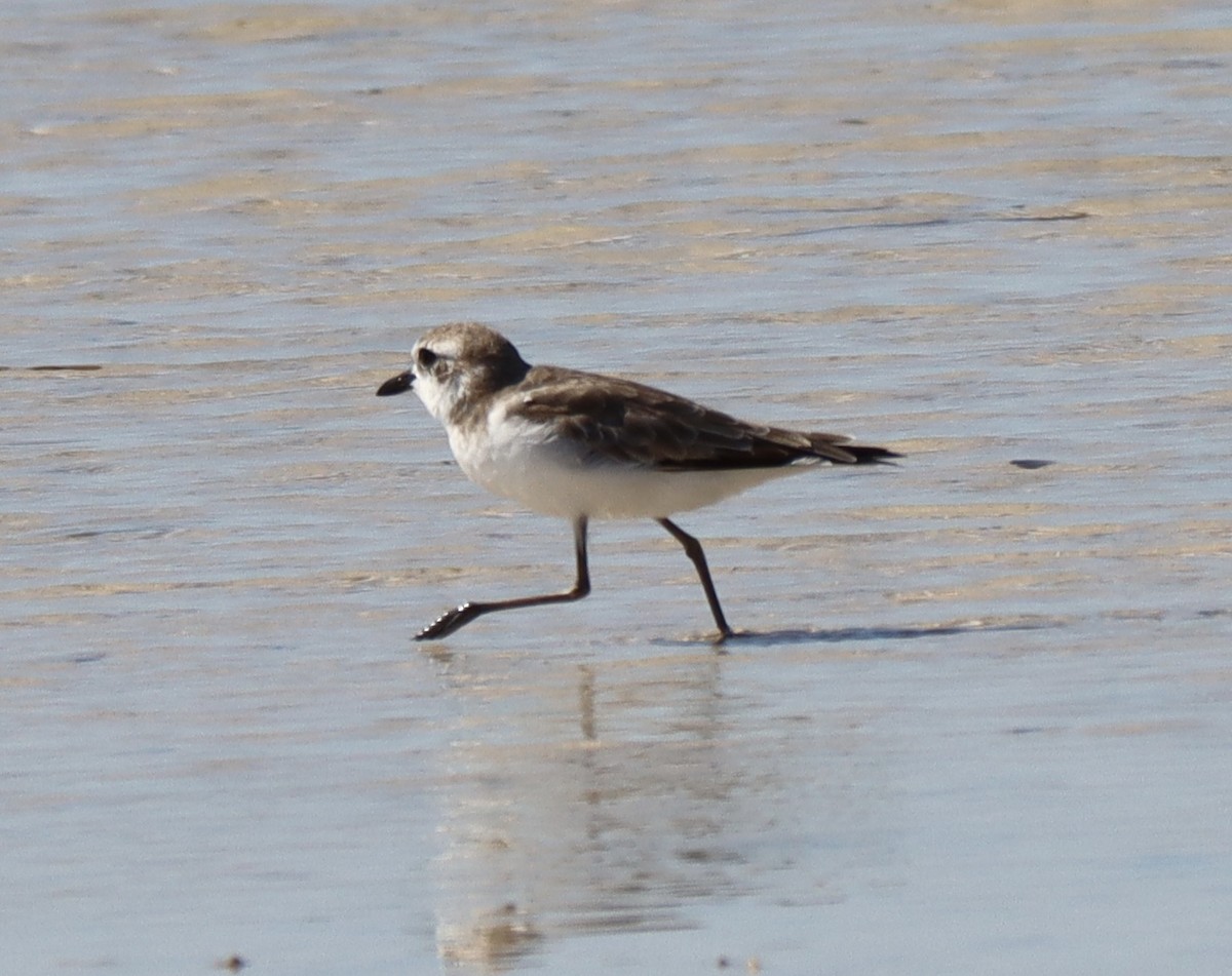 Greater Sand-Plover - ML623629533