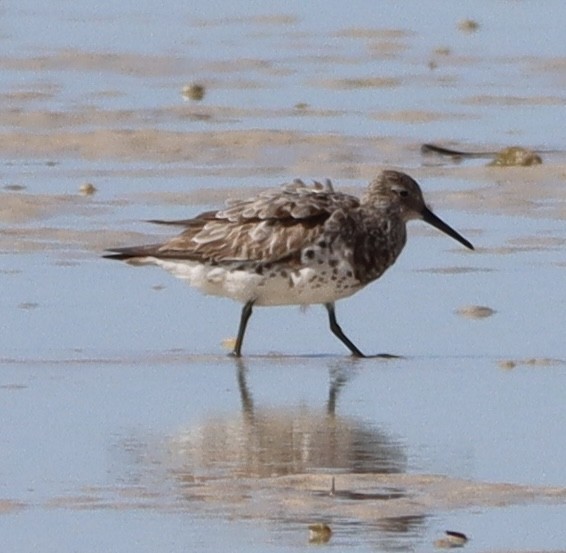 Great Knot - ML623629549