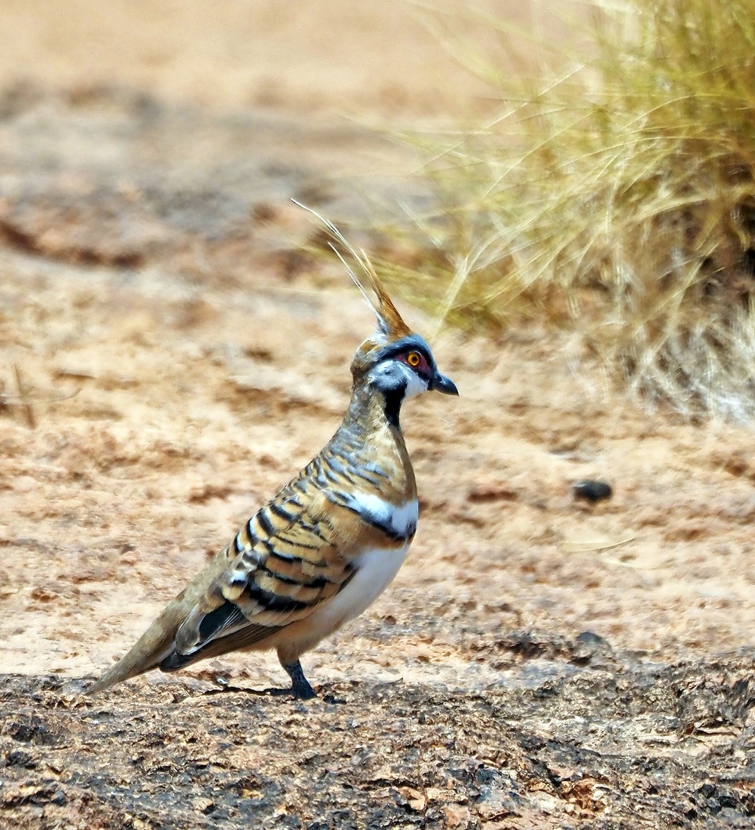 Spinifex Pigeon - ML623629580