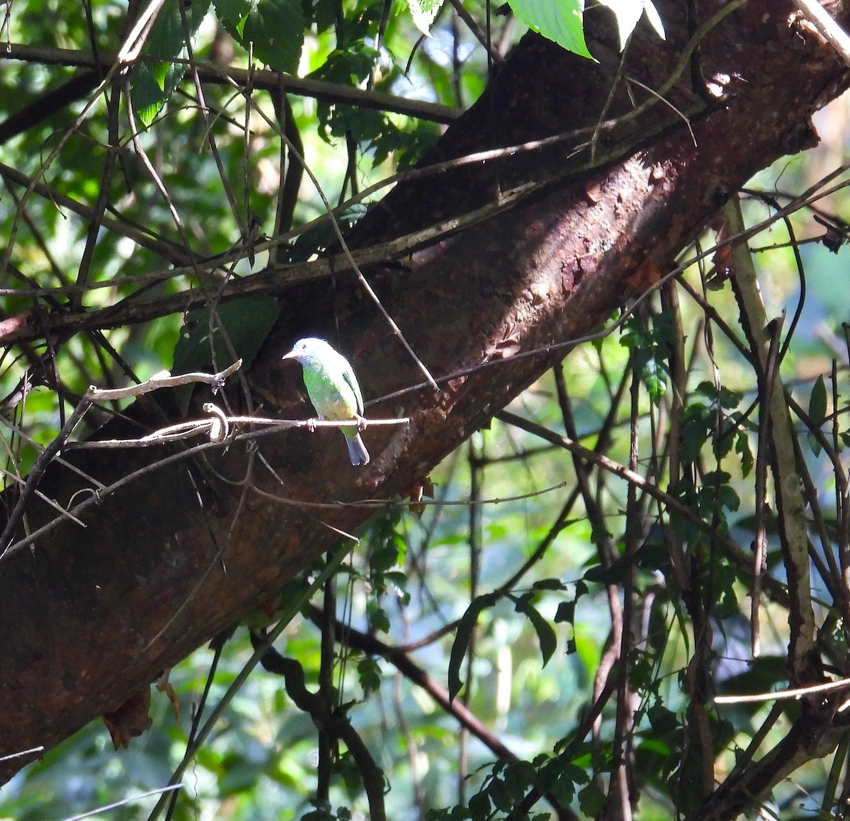 Green Shrike-Vireo - ML623629582