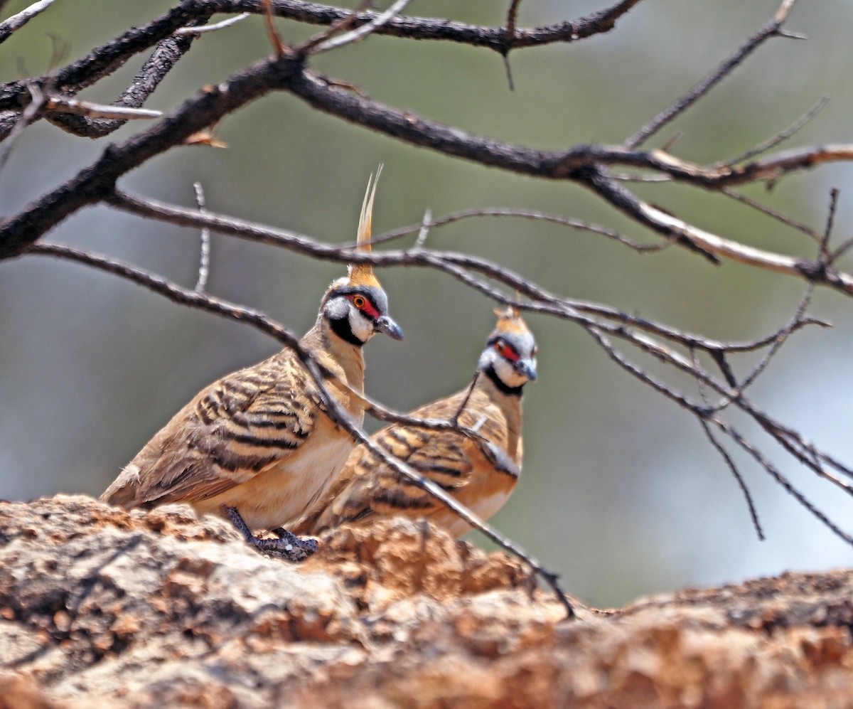 Spinifex Pigeon - ML623629584