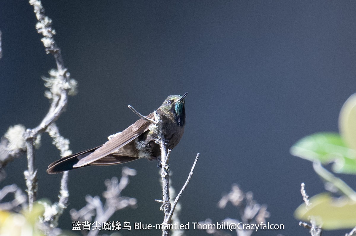 Blue-mantled Thornbill - ML623629599