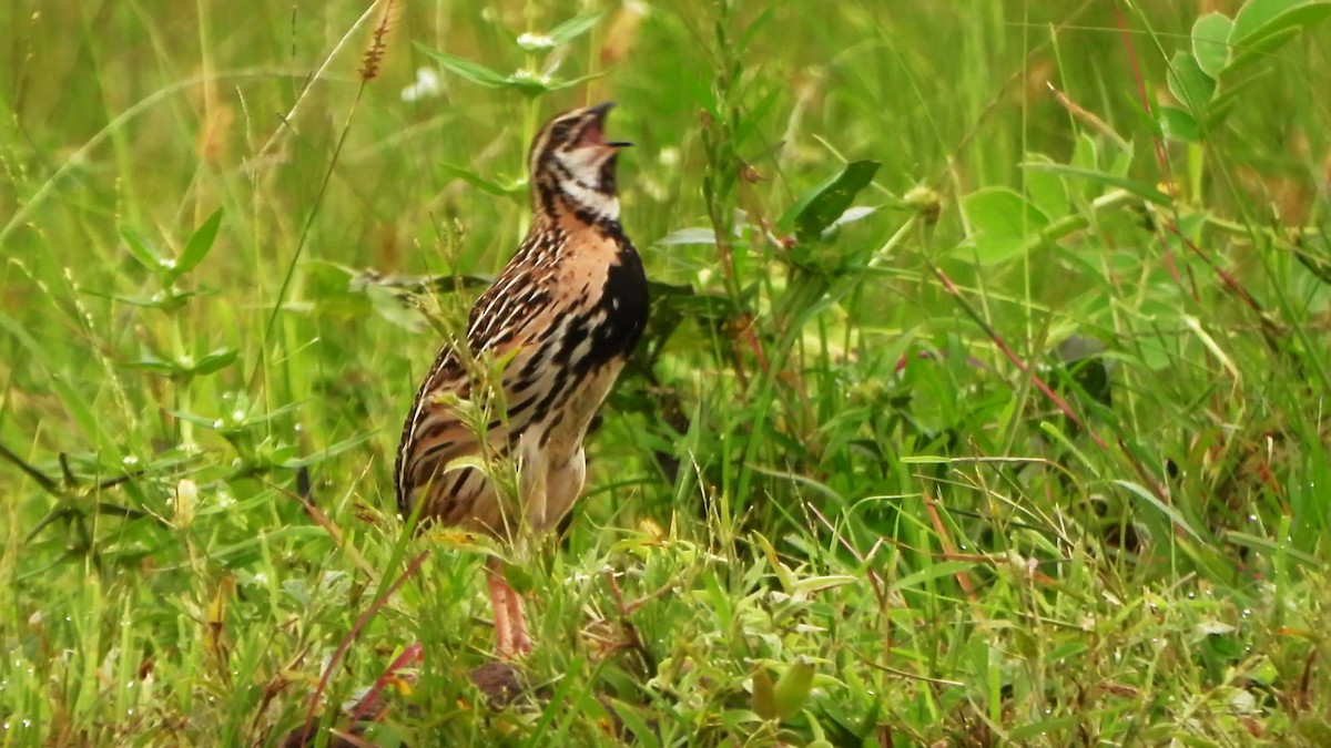 Rain Quail - Girish Chhatpar