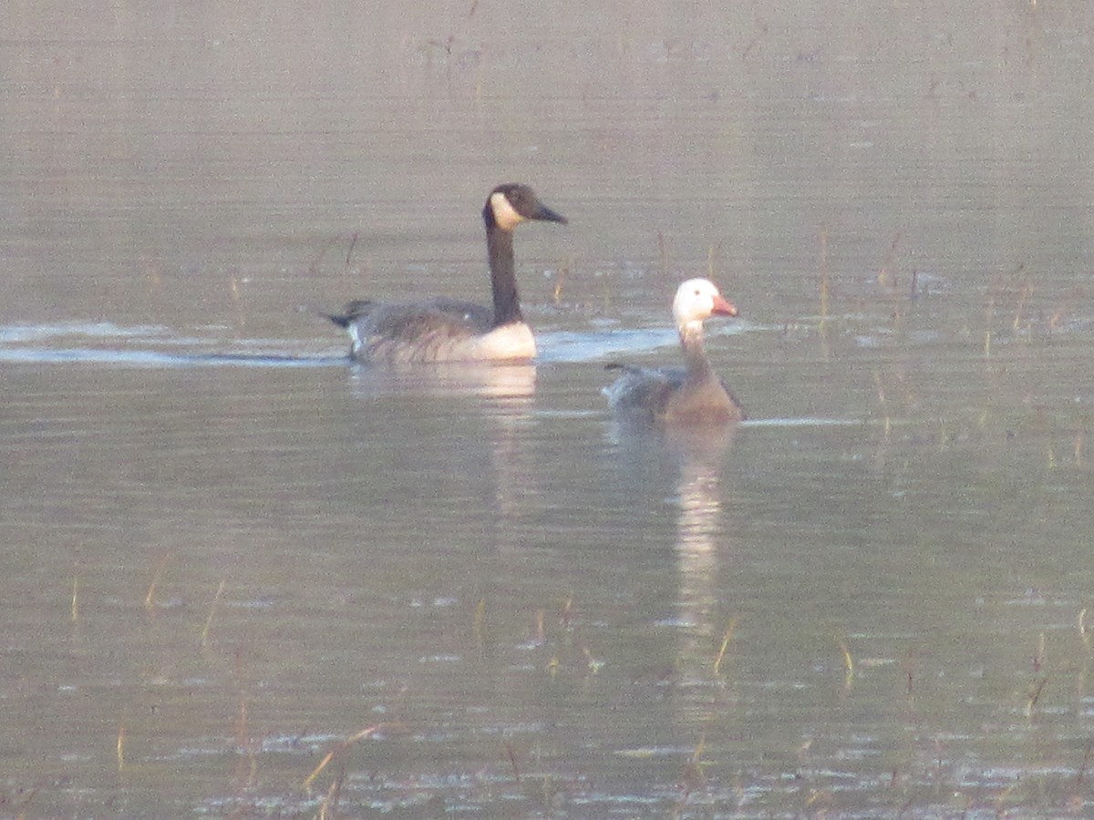 Snow Goose - Doug Wassink