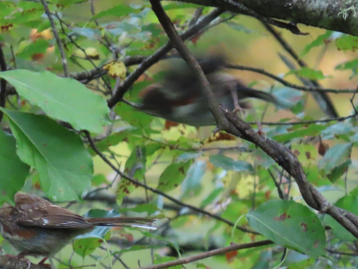 Eastern Towhee - ML623629824