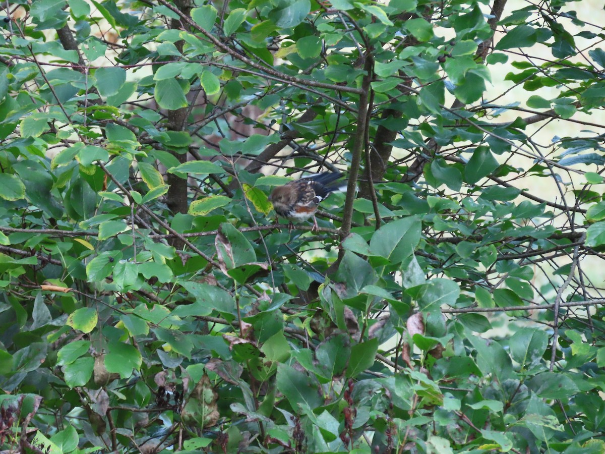 Eastern Towhee - ML623629825