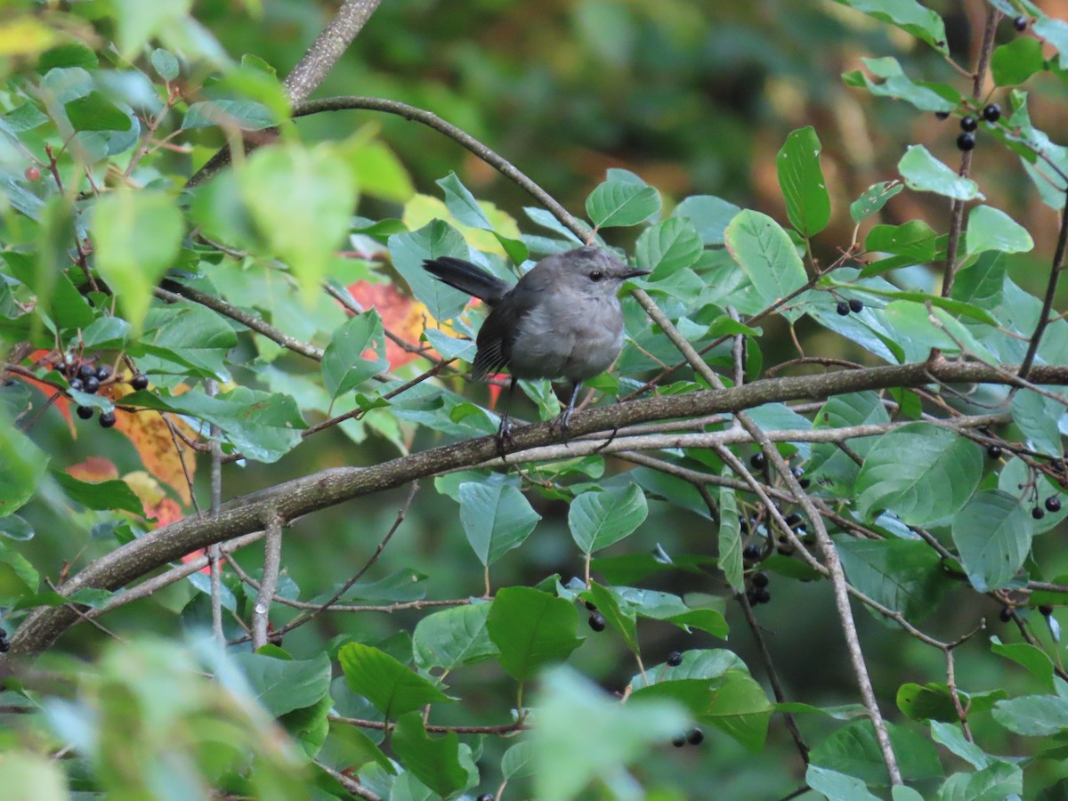 Gray Catbird - ML623629846