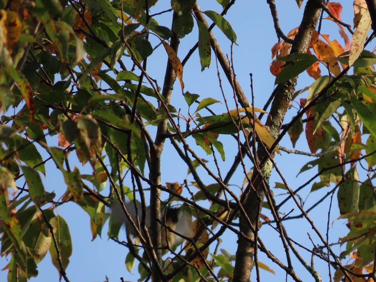 new world warbler sp. - ML623629855