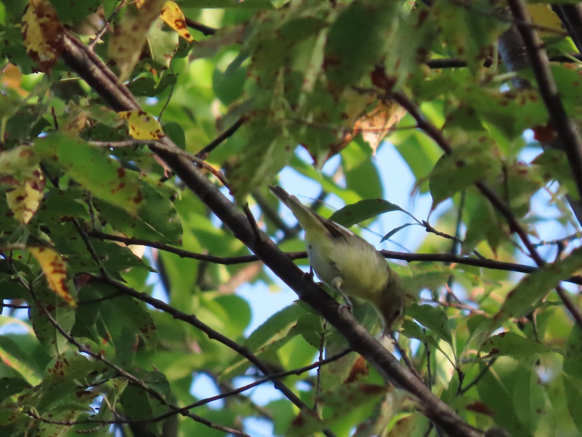 Vireo sp. - ML623629870