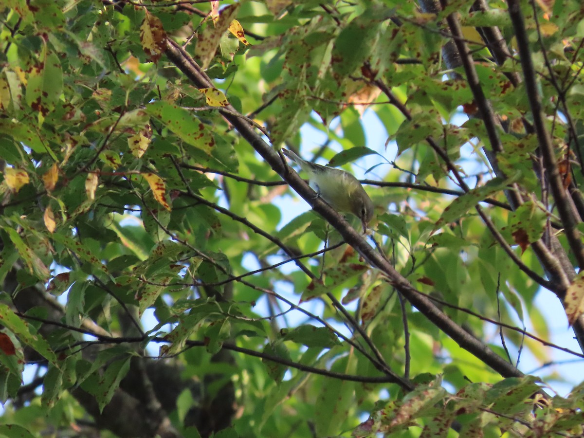 vireo sp. - ML623629871