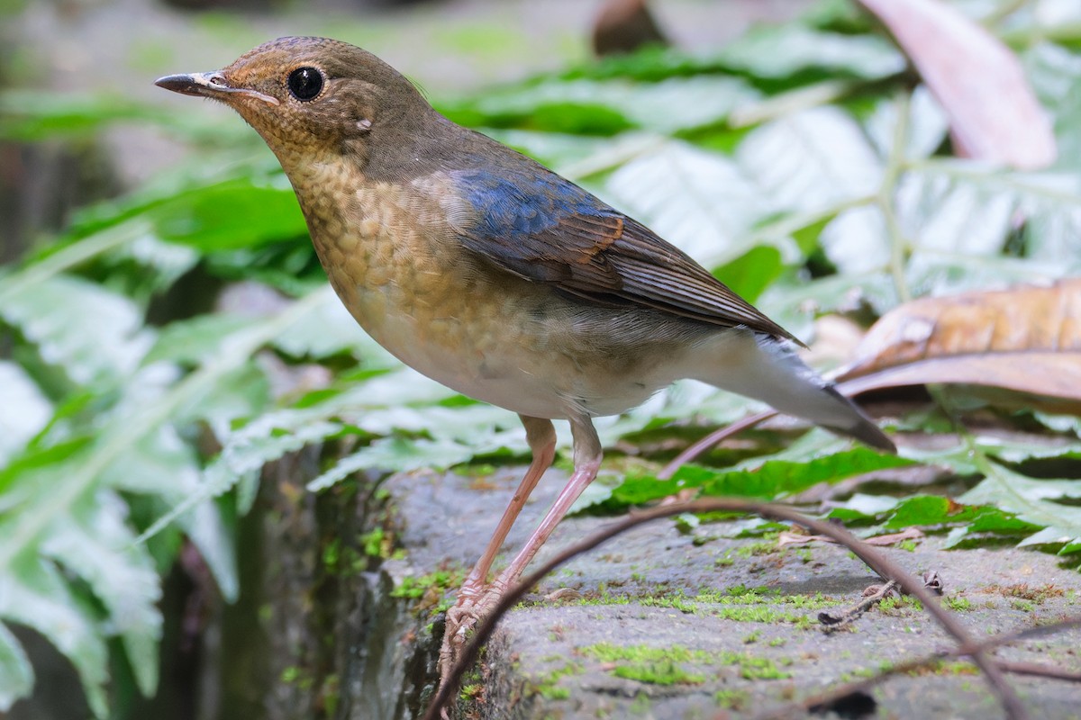 Siberian Blue Robin - Dolors Yong