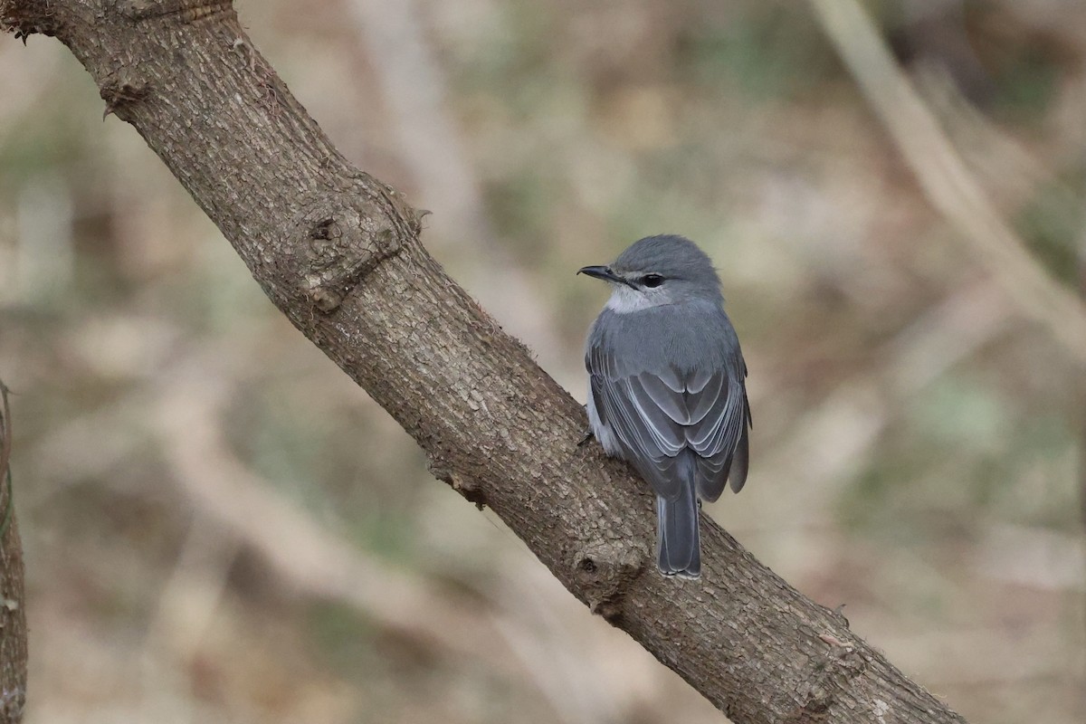 Ashy Flycatcher - ML623629919