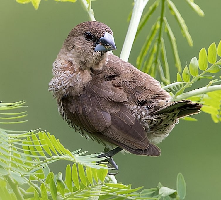 Scaly-breasted Munia - ML623629920