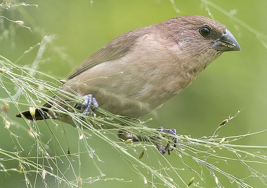 Scaly-breasted Munia - ML623629921