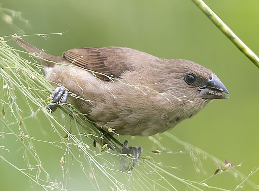 Scaly-breasted Munia - ML623629922