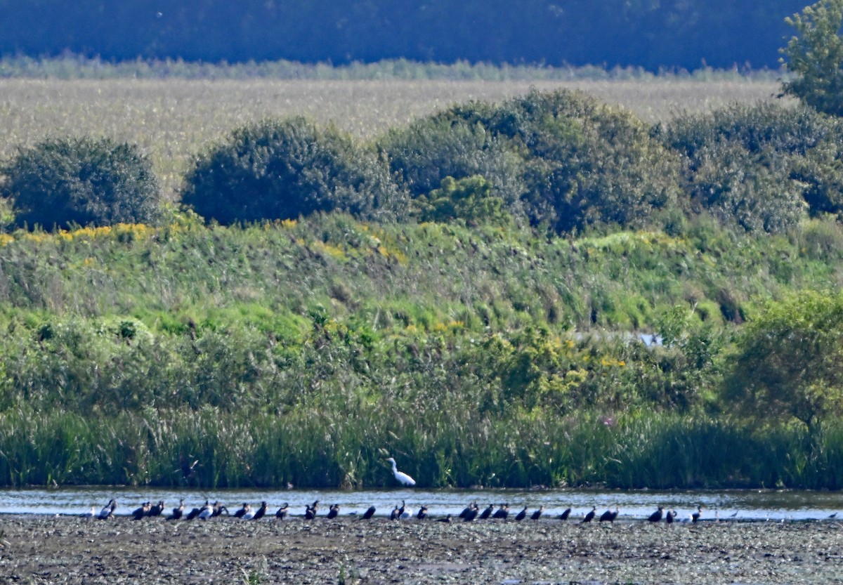 Double-crested Cormorant - ML623629928