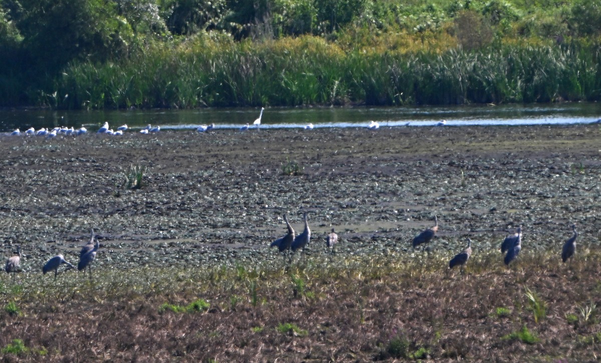 Sandhill Crane - Paul Nale